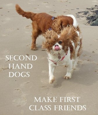 Aled and Oliver Cavalier on the Beach