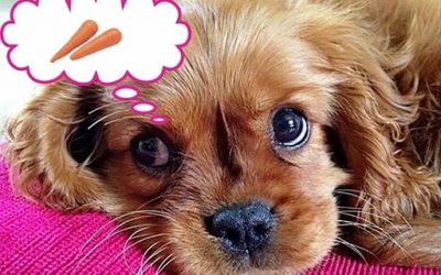 Carrots Are Not Good For Cavalier Hearts