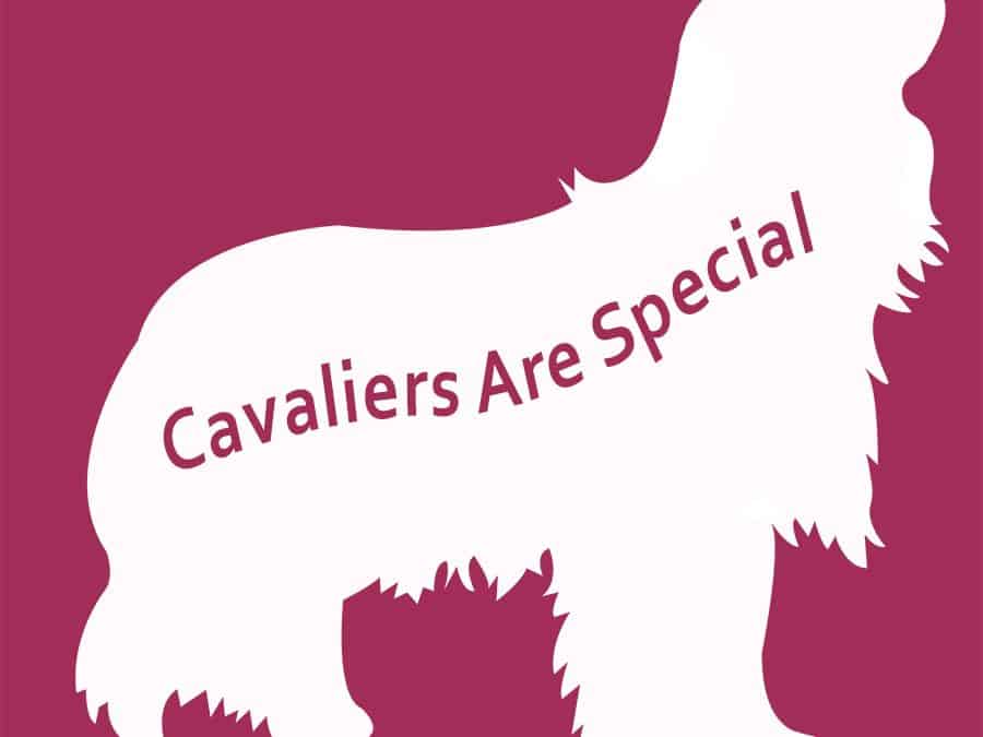 Cavalier hearts: the difference between what breeders say and what they do