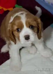 Blenheim Cavalier Puppy