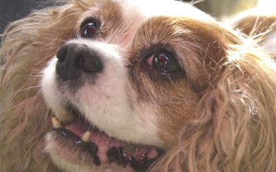Cavalier Tissue Collection Offers Hope For Future Generations