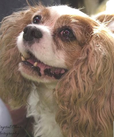 Blenheim Cavalier