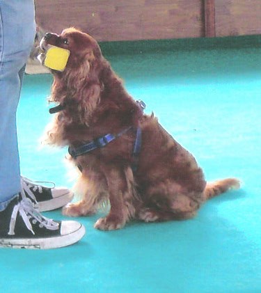 Oliver Ruby Cavalier