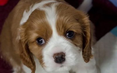 Testing Times: Hannah’s Long Search For A Cavalier Puppy
